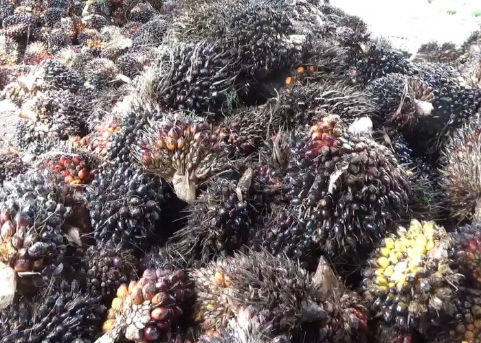 Harga TBS Kelapa Sawit Tingkat Pabrik di Bengkulu Utara Periode Pekan Ketiga Bulan Juni 2025