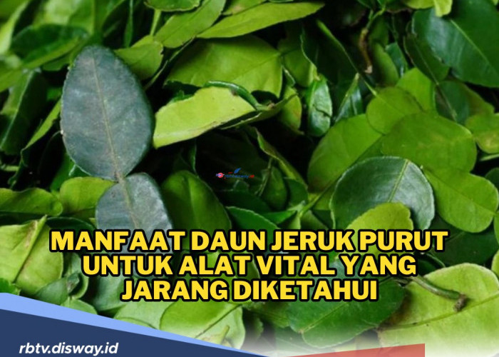 Manfaat Daun Jeruk Purut untuk Alat Vital yang Jarang Diketahui, Perhatikan Cara Pengolahannya 