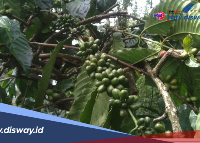 Tingkatkan Hasil Panen, Tanaman Kopi di 4 Kecamatan di Lebong akan Dilakukan Peremajaan