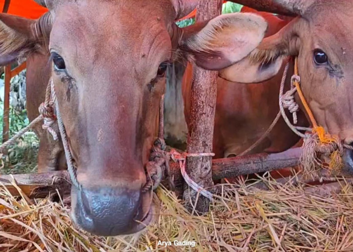 Apakah Sapi yang Mengidap Penyakit Mulut dan Kukus Bisa Dikonsumsi, Ini Kata Dinas Pertanian Seluma