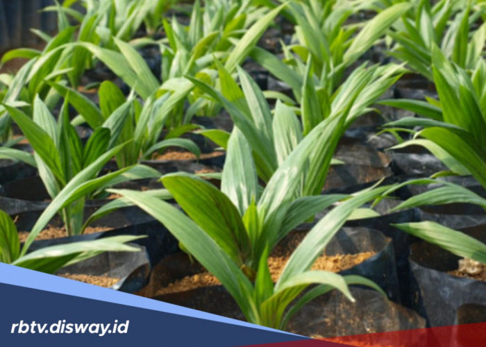 Jangan Sampai Menyesal, Ini 4 Ciri Bibit Kelapa Sawit yang Bagus Menurut Ahli