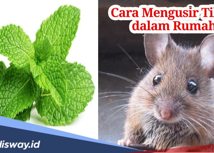 Tak Banyak yang Tahu, Daun Mint Ampuh Usir Tikus dalam Rumah, Begini Caranya