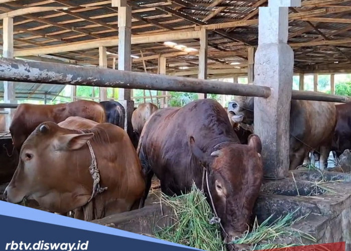 Pemprov Bengkulu Kurban 26 Ekor Sapi untuk Warga di 9 Kabupaten dan 1 Kota