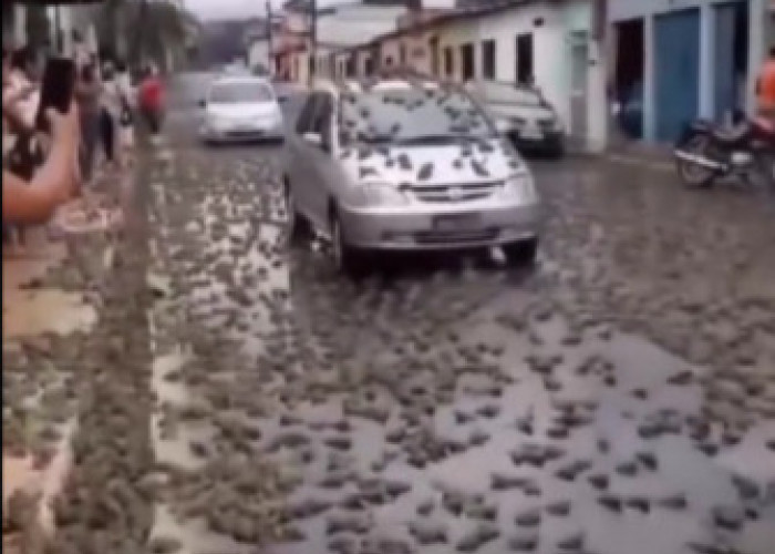 Aneh Tapi Nyata! Fenomena Hujan Katak di Brazil, Pertanda Apa?