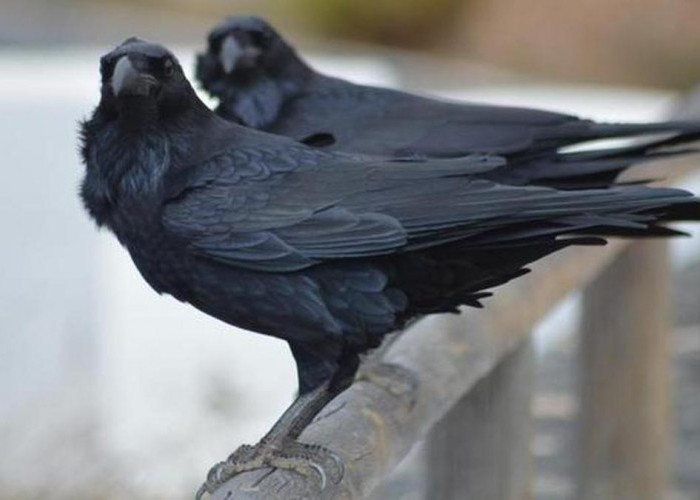 Banyak-banyak Berdoa jika Ada Burung Gagak Terbang Mengelilingi Rumah