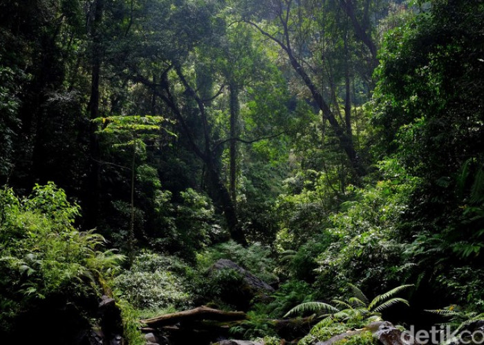 Tanda Ini Sudah Muncul di Hutan, Pertanda Kiamat Semakin Dekat?