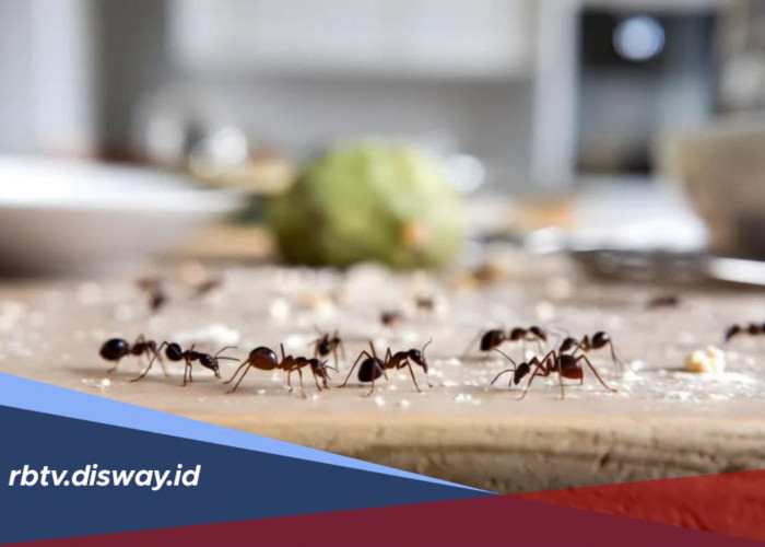 Cara Mengusir Semut Tanpa Bahan Kimia, Ampuh dengan Bahan Alami di Rumah