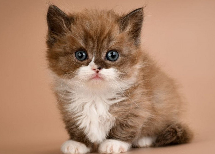 Ada Kepercayaan 15 Hewan Ini jika Masuk Rumah Tanda Rezeki Mau Datang, Nomor 3 Kucing