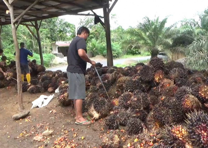 Stabil! TBS Kelapa Sawit Pasca Libur Lebaran, Harga Tingkat Pabrik Tertinggi Rp 2.920 per Kg
