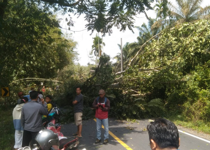 Awas Angin Kencang, Pohon Tumbang Nyaris Timpa Pengendara