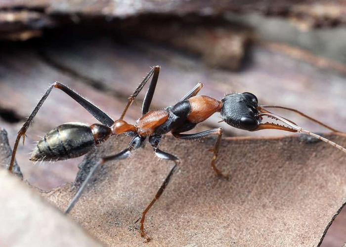 Semut dan Burung Ada yang Dijamin Masuk Surga, Ini 10 Hewan yang Menjadi Penghuni Surga 