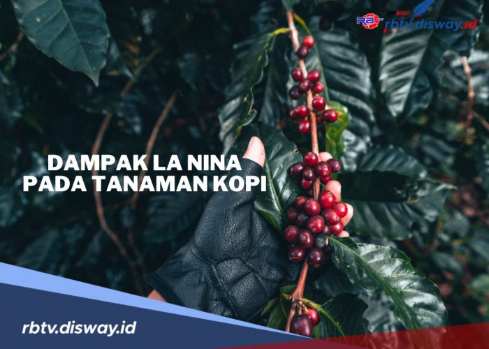 Ini Dampak La Nina Pada Tanaman Kopi, Diprediksi Terjadi Mulai Agustus 2024