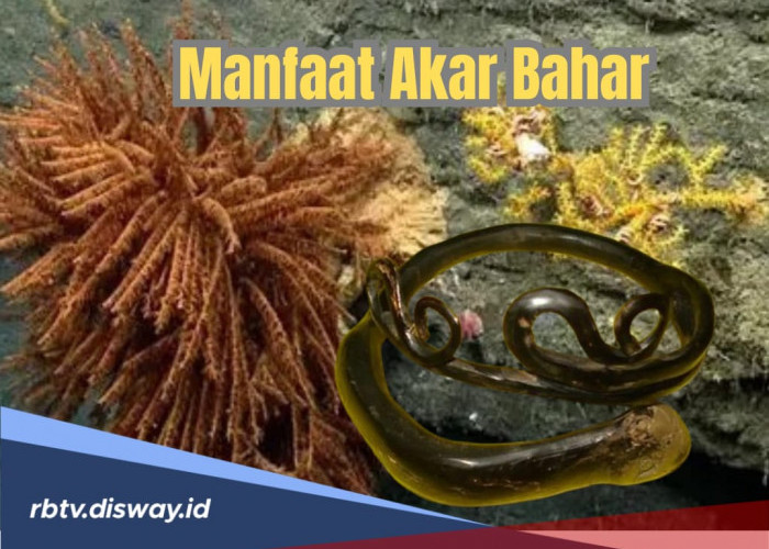 Manfaat Akar Bahar yang Masih Dipercaya, Pembawa Keberuntungan dan Rezeki?