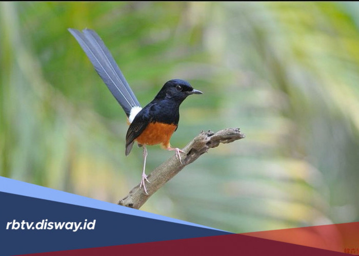 Mitos Memelihara Burung: Benarkah Bisa Membawa Keberuntungan?
