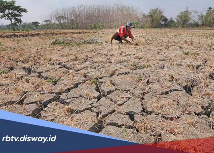 Catat Ya, Ini Wilayah yang Masuk Puncak Musim Kemarau pada Agustus 2026