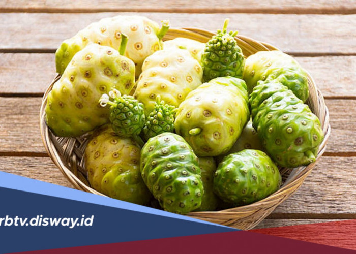 Walaupun Rasanya Pahit, Tenyata Ini Manfaat Buah Mengkudu untuk kesehtan