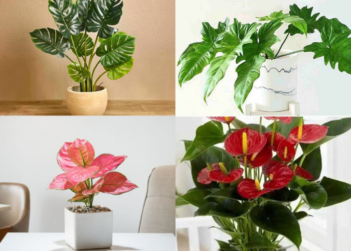 5 Tanaman Hias yang Banyak Dijumpai Ini Ternyata Punya Nilai Jual Tinggi!