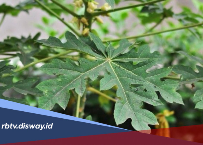 Manfaat Daun Pepaya untuk Kecantikan, Rahasia Alami agar Kulit Wajah Lebih Sehat dan Cerah