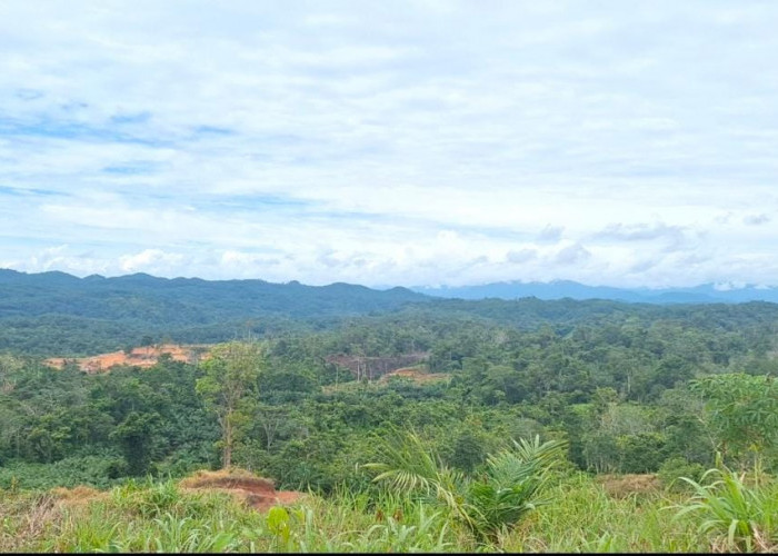 Langgar Kewajiban Jaga Hutan, Kemenhut RI Bekukan Izin PT API dan PT BAT