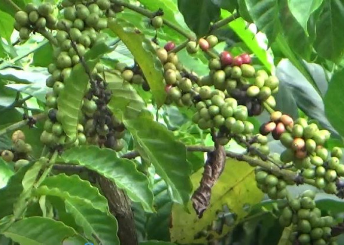 Petani Kopi Senyum Lagi, Sudah Rp 61 Ribu per Kilogram, Begini Prediksi Harga ke Depan