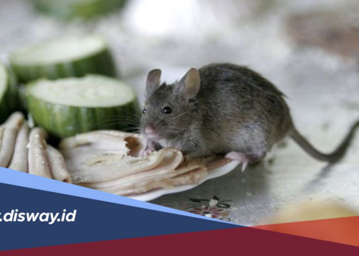 Tips Menjaga Rumah Tetap Bersih agar Tikus Tidak Betah Tinggal