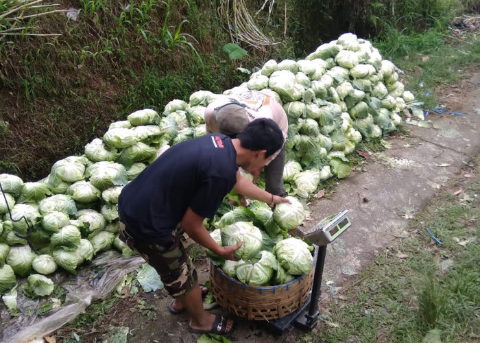 Relawan Prabowo Borong Sayur dari Petani Sumbing, Kopeng, Boyolali dan Dibagi ke Kaum Dhuafa