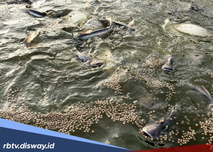 Mau Ikan Nila Cepat Besar? Tidak Harus Pelet, Ini Pakan Alternatif untuk Ikan Nila