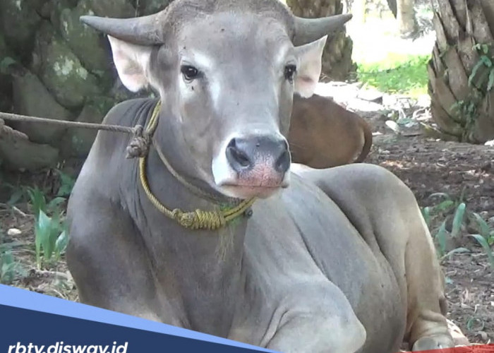 181 Ekor Sapi di Seluma Terpapar Virus Jembrana, 45 Ekor Terpaksa Dipotong