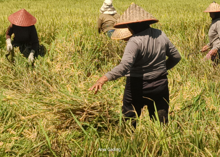 Rawan Banjir, Petani Desa Air Latak Desak Pemerintah Normalisasi Irigasi   