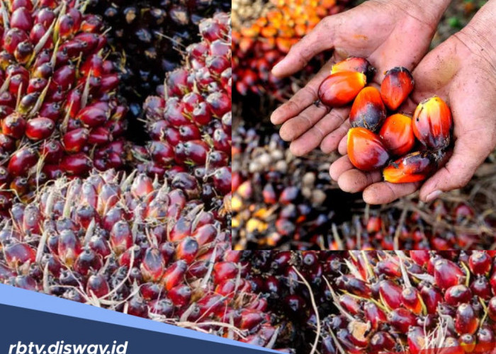 Mulai Merangkak, Berikut Daftar Harga TBS Riau Hari Ini
