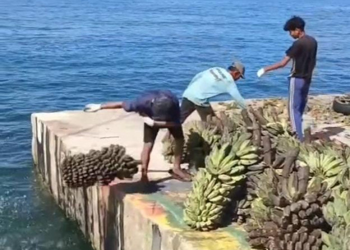 Tidak Bisa Diangkut Kapal, Ratusan Tandan Pisang Kepok di Enggano Dibuang ke Laut