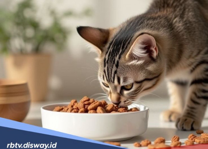 Makanan yang Aman untuk Kucing, Jangan Asal Kasih Makan