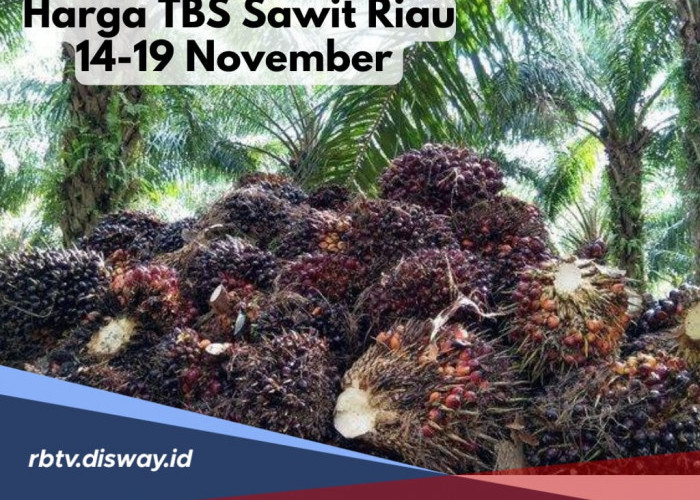 Harga TBS Sawit Riau Merangkak Naik, Segini Harganya Per Hari Ini 14 November 2024