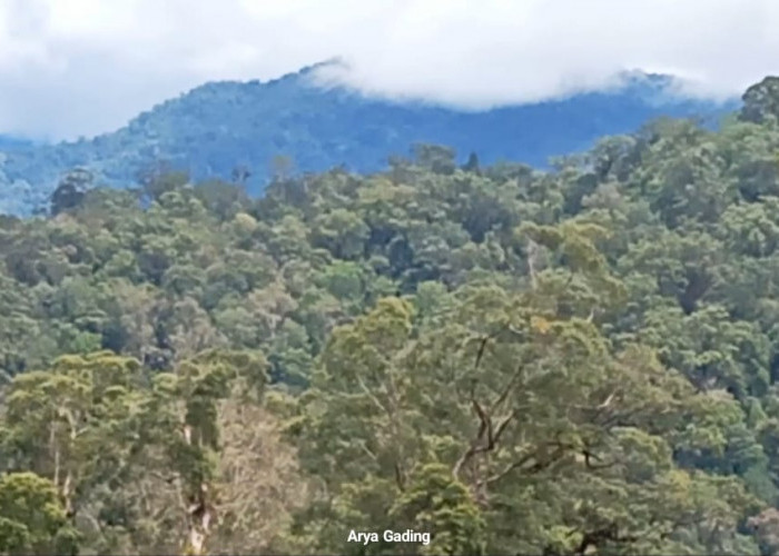 Gunung Emas di Hutan Seluma Bisa Lunasi Utang Indonesia