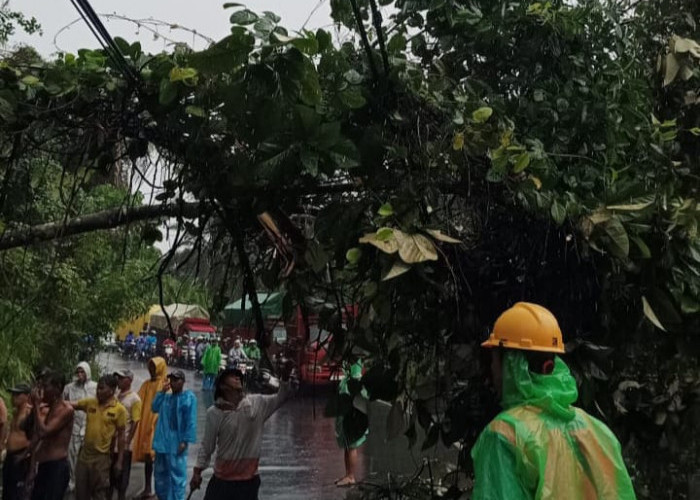 Longsor dan Pohon Tumbang di Seluma, Listrik Padam, Lalu Lintas Macet