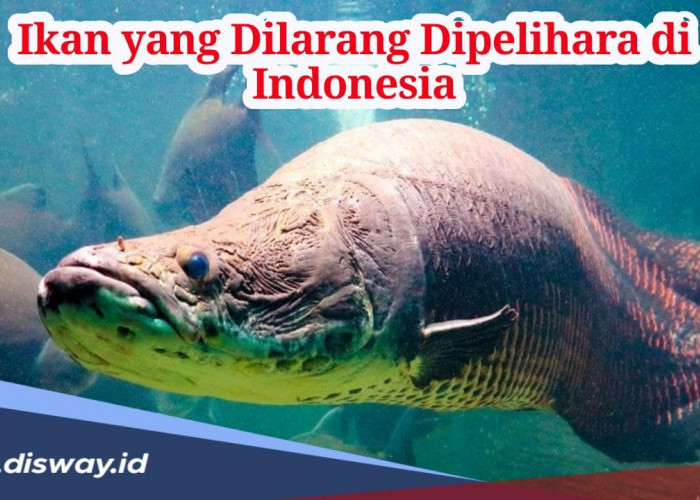 Ini Alasan Kenapa 7 Jenis Ikan Ini Dilarang Dipelihara di Indonesia, Jangan Nekat Pelihara!