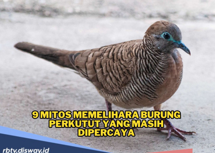Waduh! Ini 9 Mitos Melihara Burung Perkutut, hanya Boleh Dipelihara Bangsawan