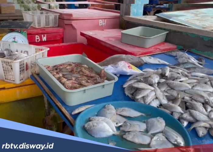 Distribusi Ikan dari Pulau Enggano Terganggu dan Banyak Rusak Bikin Harga Anjlok