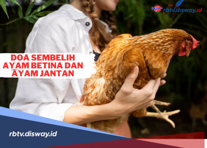 Doa Potong Ayam Betina dan Jantan serta Tata Cara Sesuai Syariat Islam