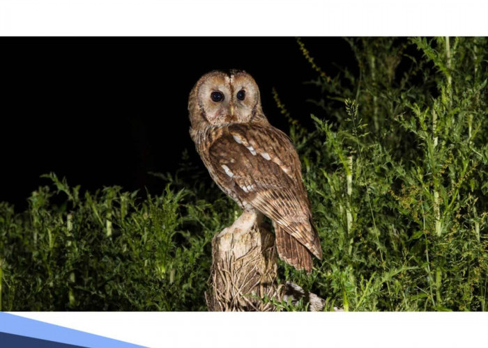 Mitos Kedatangan Burung Hantu, Pertanda Buruk atau hanya Kebetulan? 