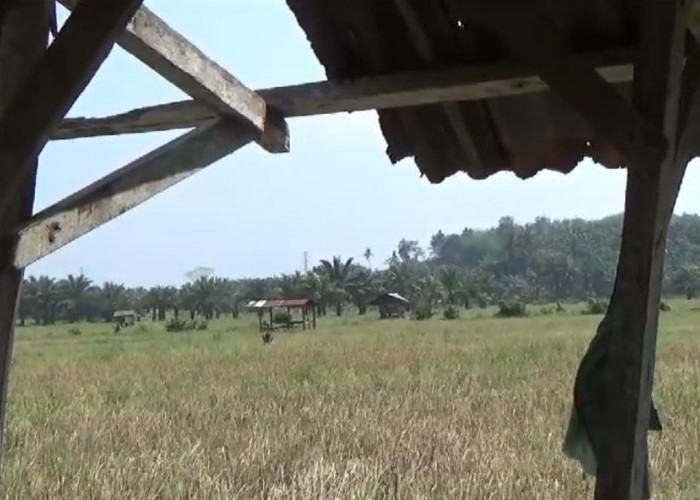 Ini yang Menjadi Penyebab Petani di Bengkulu Tengah Belum Bisa Bercocok Tanam