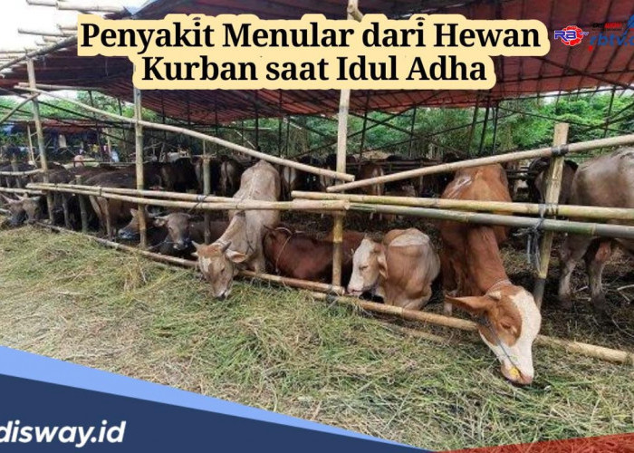 Waspadai! Ini 3 Jenis Penyakit Menular dari Hewan Kurban Saat Idul Adha