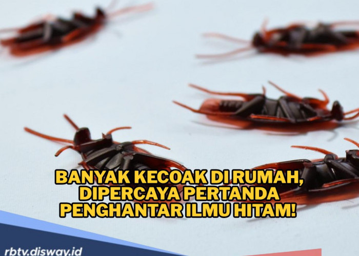 Waspada Banyak Kecoak di Rumah, Dipercaya Pertanda Penghantar Ilmu Hitam! 