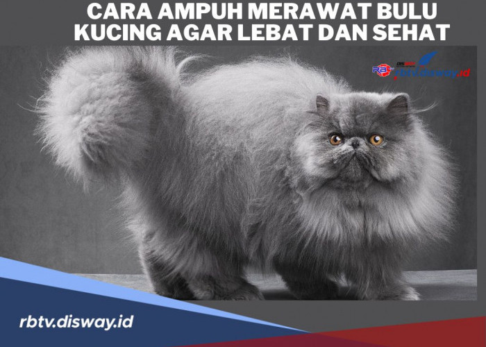 Bulu Kucing Lebih Lebat dan Sehat, Ini 7 Cara Ampuh Merawatnya, Wajib Dicoba!