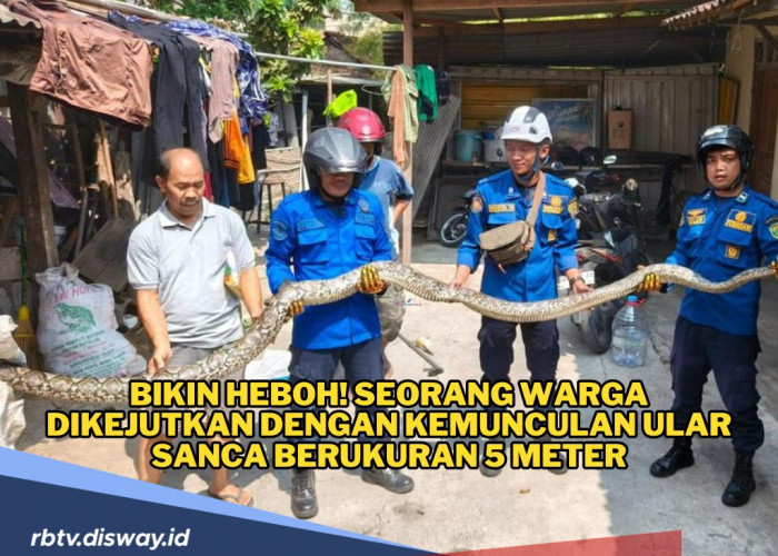 Bikin Heboh Warga, Ular Sanca Ukuran Jumbo Keluar dari Kolam Ikan 