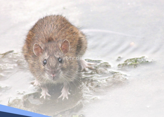 Kenapa Harus Dibasmi? Berikut 6 Penyakit yang Rawan Ditularkan dari Tikus
