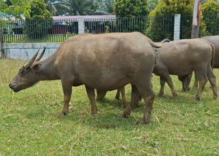 Dua Sanksi yang Menanti Pemilik Ternak di Bengkulu Selatan, Jika Hewan Berkeliaran Bebas