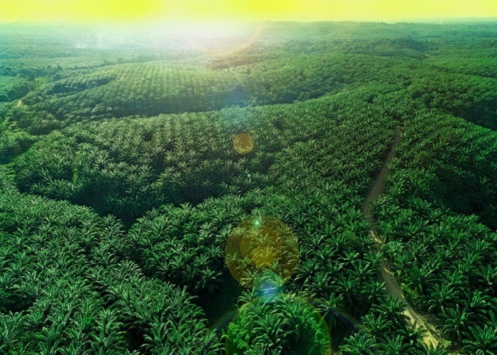 PT Teladan Prima Agro Buka Lowongan Kerja Bagi Lulusan Baru, Segera Kirim CV Terbaikmu