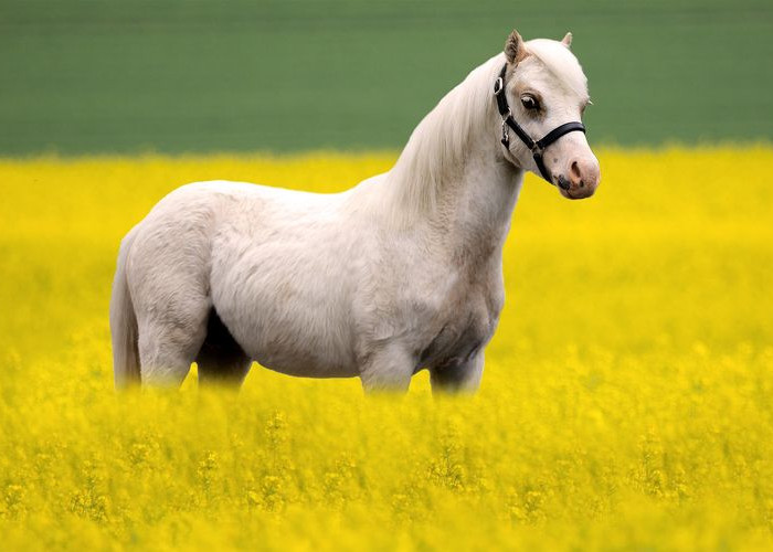 Hukum Makan Daging Kuda Menurut Islam, Halal atau Haram?