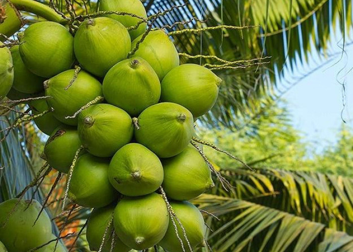 6 Jenis Pohon Kelapa Terkenal di Indonesia, Nomor 1 dan 4 Biasa Digunakan untuk Penawar Racun